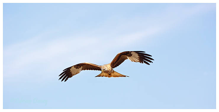 Red Kite
