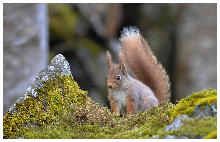 Red Squirrel