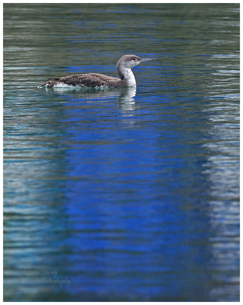 Red Throated Diver