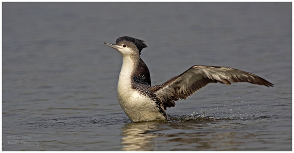 Red Throated Diver
