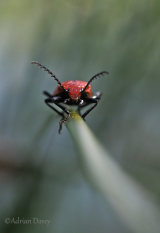 More home wildlife