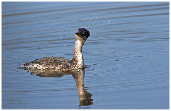 Red Necked Grebe