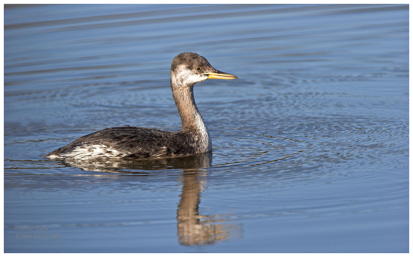 Red Necked Grebe