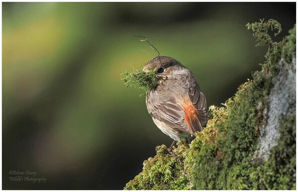 Redstart female with nest material.