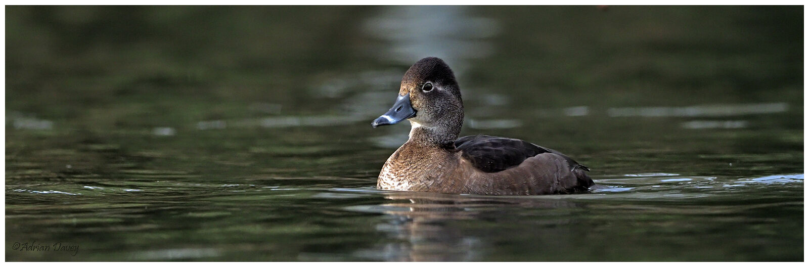 Ring Necked Duck female