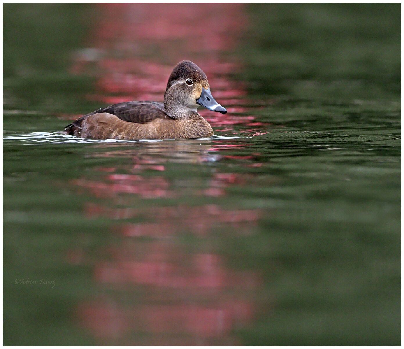 Ring Necked Duck female.