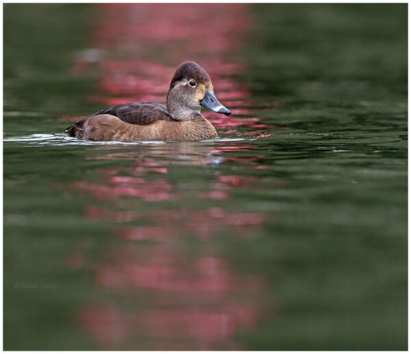 Ring Necked Duck female.