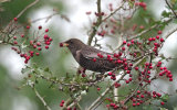 Ring Ouzels
