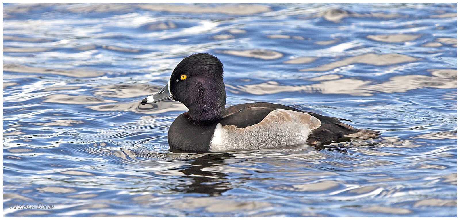 Male Ring Necked Duck.