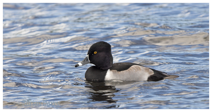 Ring Necked Duck 2