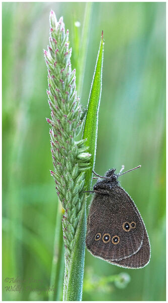 Dewy Ringlet