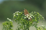 River Warbler
