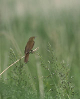 River Warbler