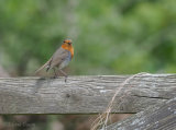 'Our' Robins