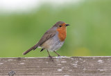 'Our' Robins