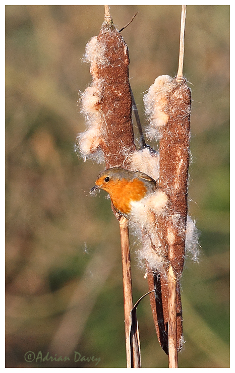 Robin on Reedmace