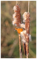 Robin on Reedmace