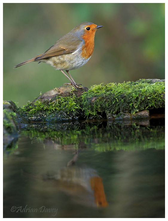 Robin Reflection