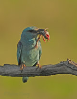 Hungary Birds