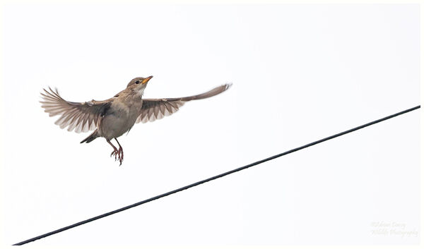 Juvinile Rose Coloured Starling