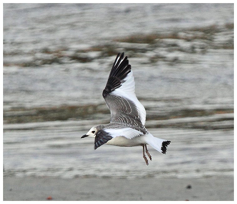Juvinile Sabines Gull