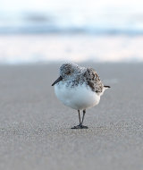 Sanderlings