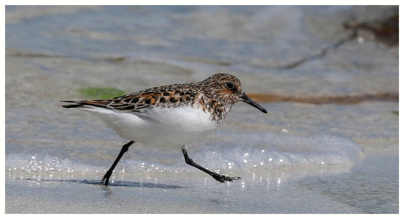 Sanderling