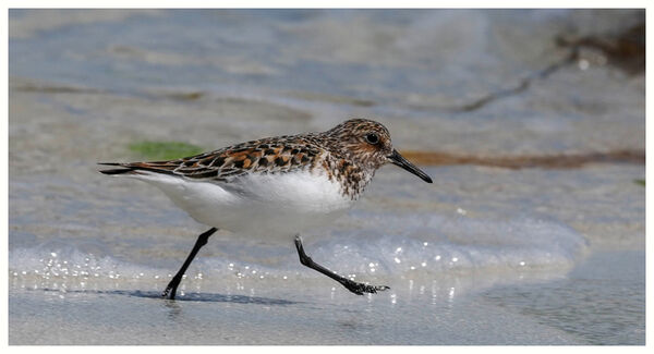 Sanderling