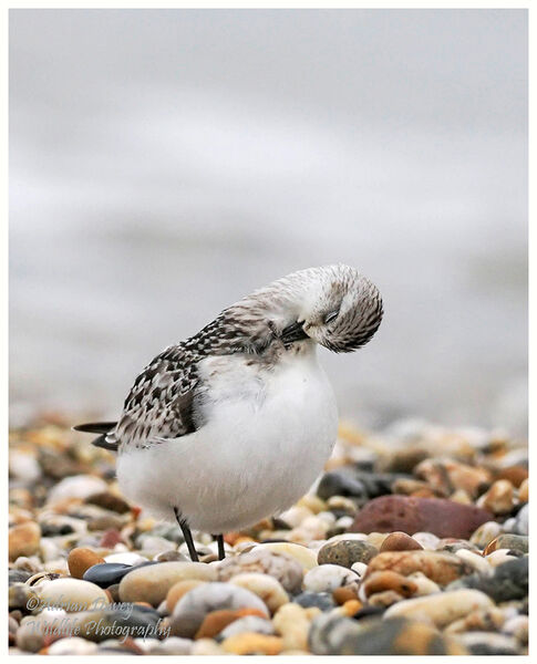 Sanderling