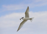 Sandwich Terns on Brownsea Island