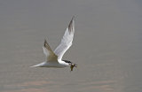 Sandwich Terns on Brownsea Island