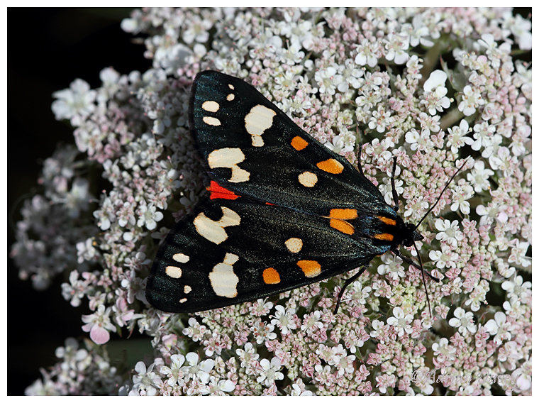 Scarlet Tiger Moth
