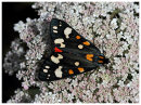Scarlet Tiger Moth
