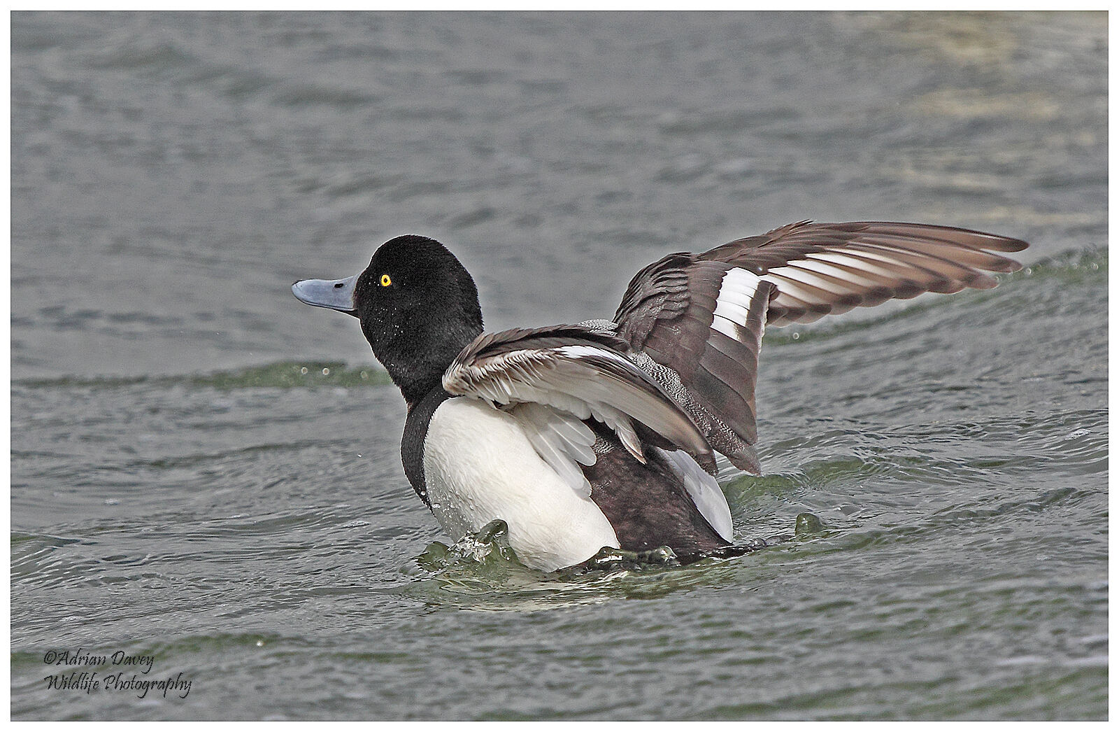 Drake Greater Scaup