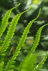 More home wildlife