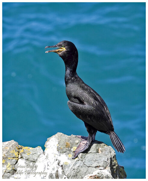 Shag