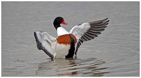 Shelduck