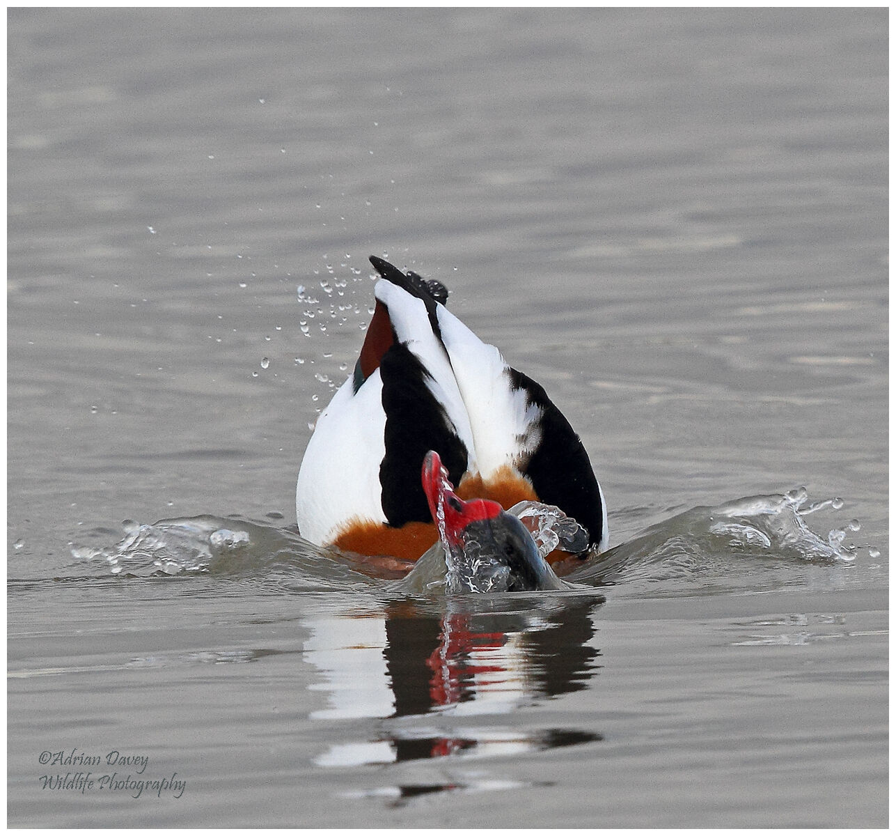 Shelduck bathing