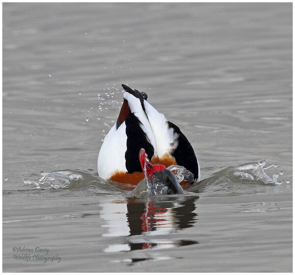 Shelduck bathing
