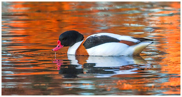 Shelduck