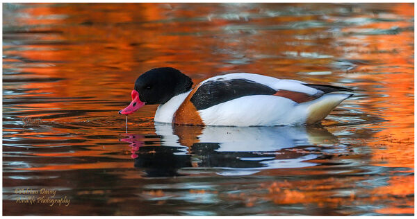 Shelduck