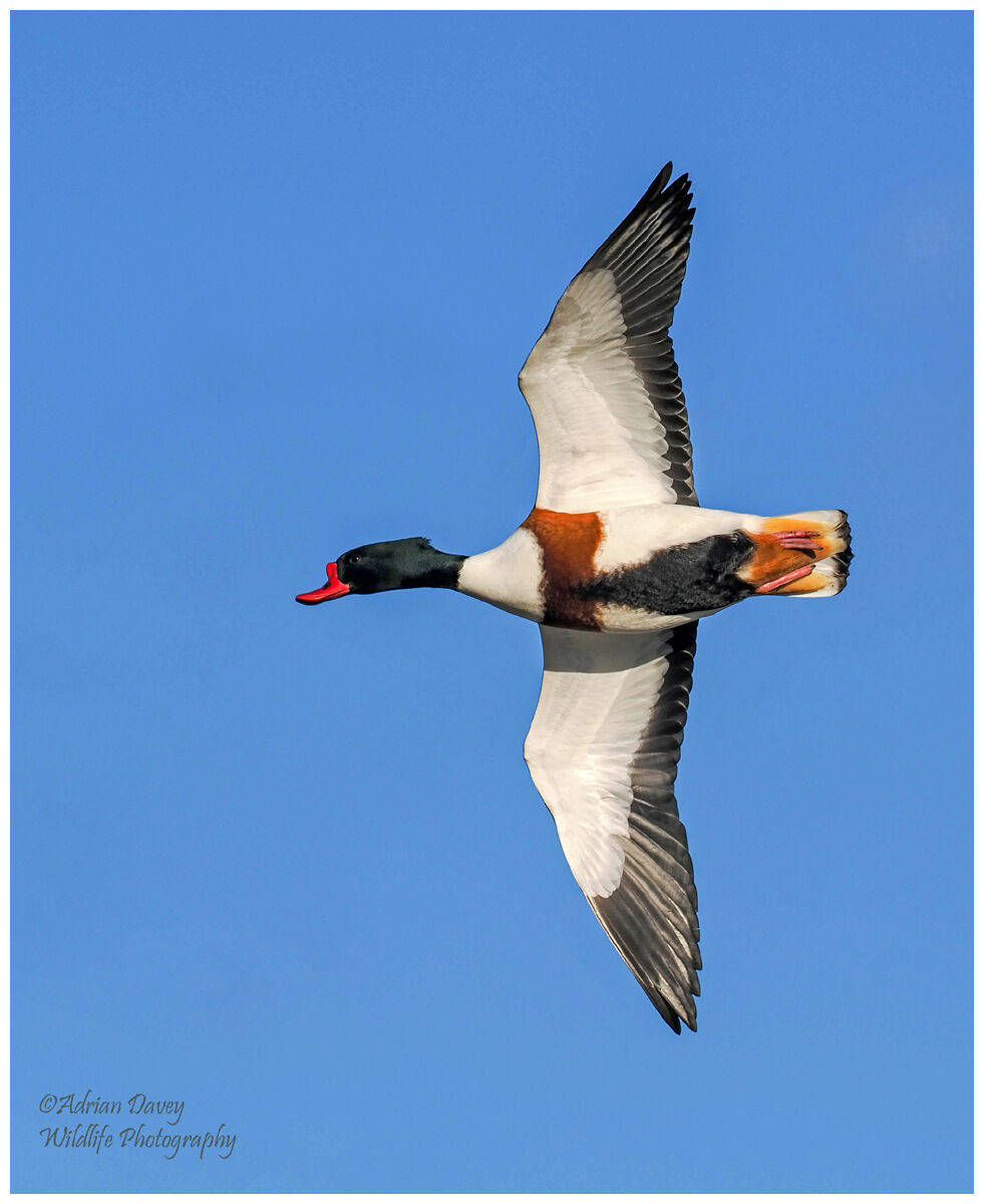 Shelduck flight 1