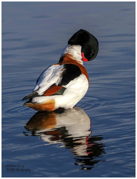 Shelduck