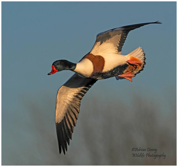 Shelduck flight 2