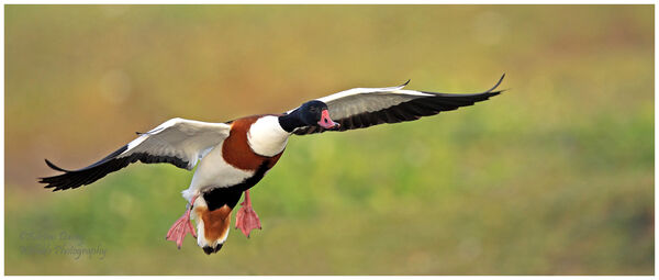 Shelduck coming in to land
