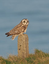 Short Eared Owls