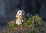 Short Eared Owls