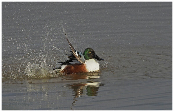 Shoveller male bathing