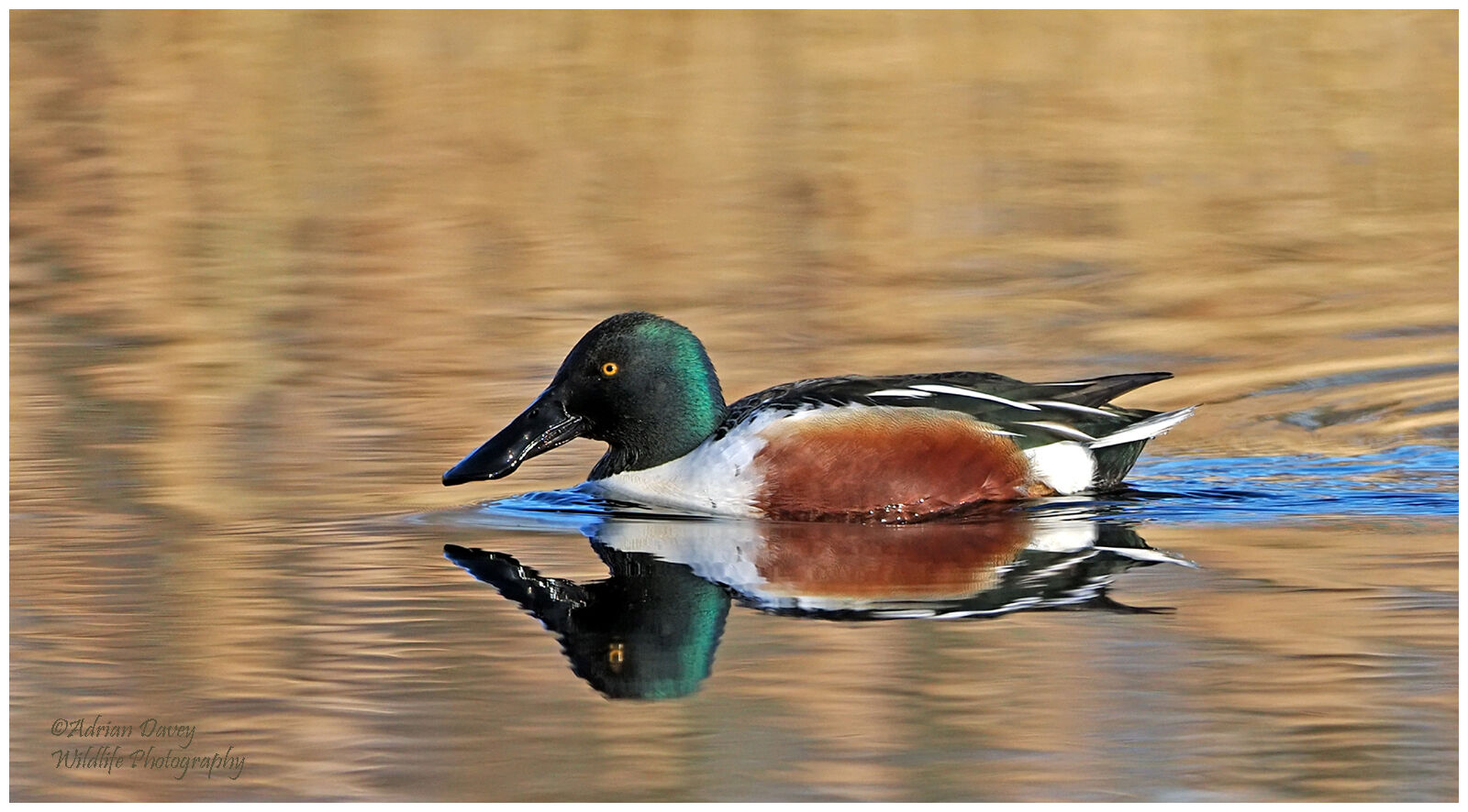 Shoveler male