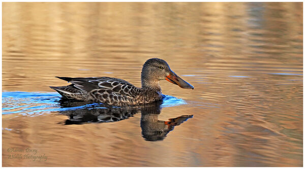 Shoveler female.